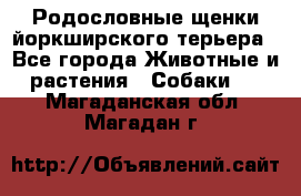 Родословные щенки йоркширского терьера - Все города Животные и растения » Собаки   . Магаданская обл.,Магадан г.